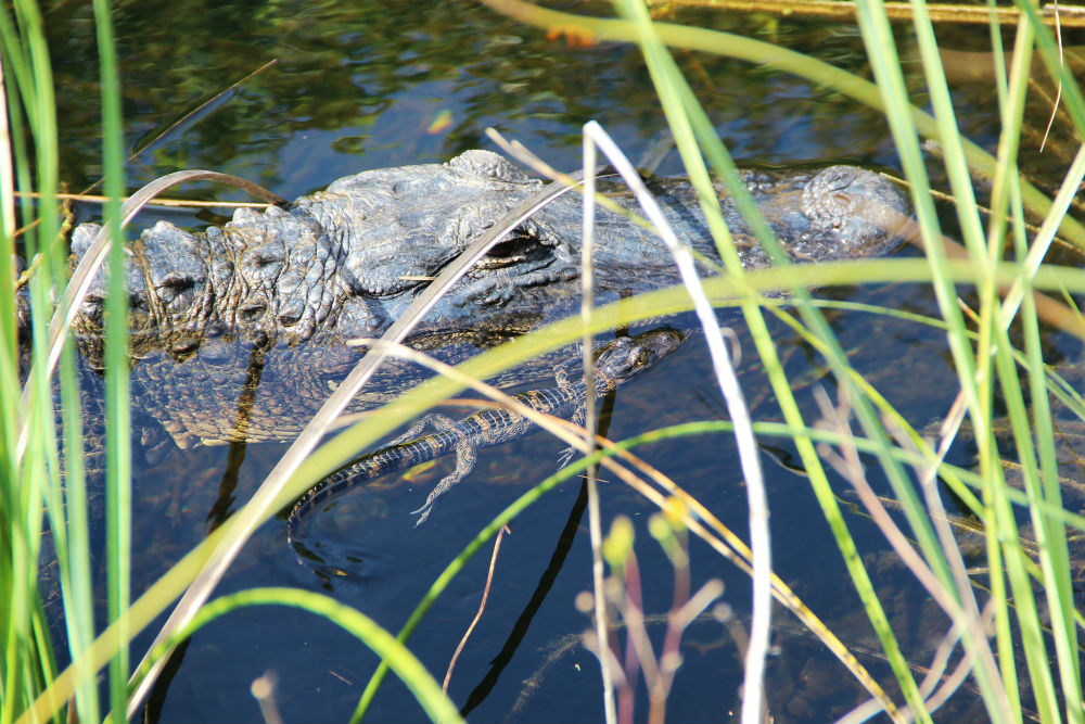 Get Outside in Florida with These 3 Thrilling Adventures